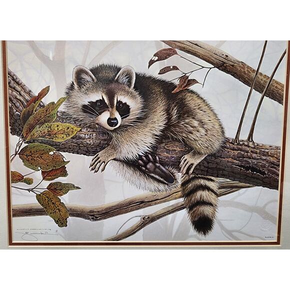 Jim Oliver Raccoon 1984 Signed Embossed Lithograph Framed Wildlife Art Print - Picture 2 of 11
